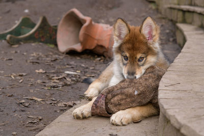 Portrait of puppy relaxing outdoors