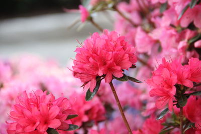Close-up of pink flowering plant