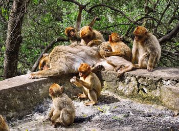 Monkeys sitting on rock in forest