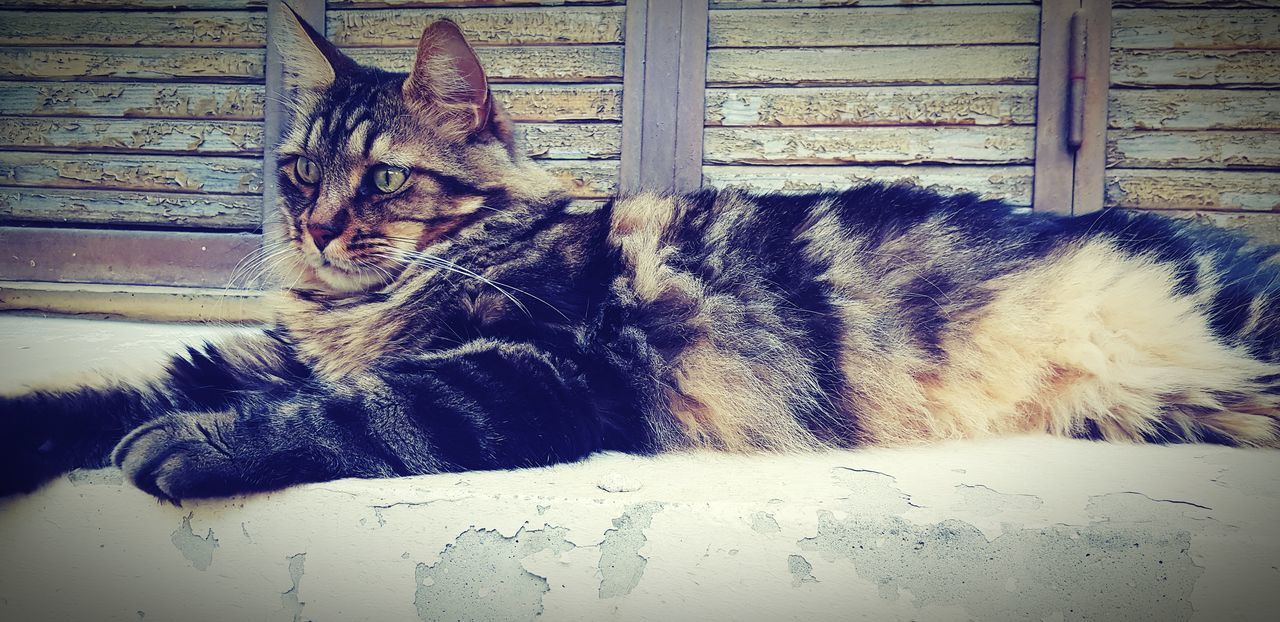 CLOSE-UP PORTRAIT OF A CAT