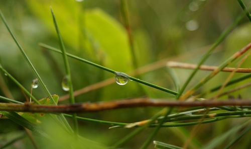 Close-up of insect on grass