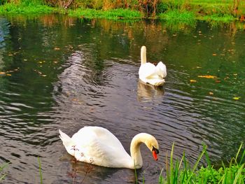 High angle view of swans swimming in lake