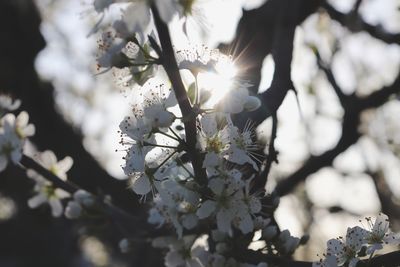 Low angle view of peach blossom tree