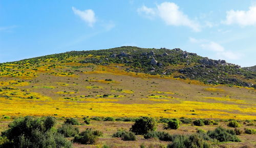 Scenic view of field against sky