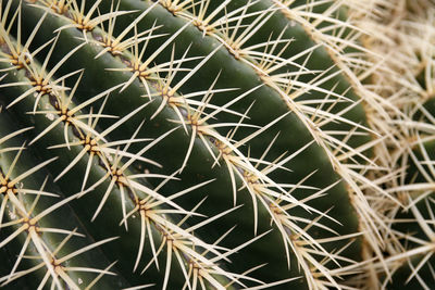 Close-up of cactus