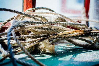 Close-up of plant against blurred background