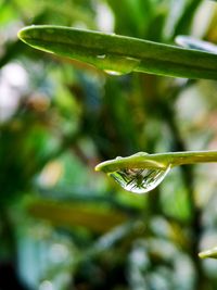 Close-up of raindrops on leaf