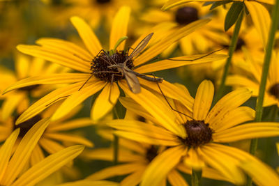 Close-up of insect on yellow flower