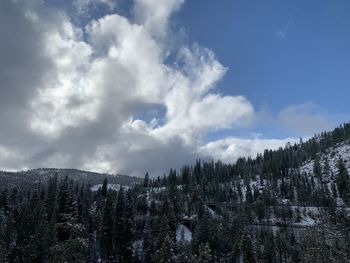 Panoramic shot of pine trees on mountain against sky