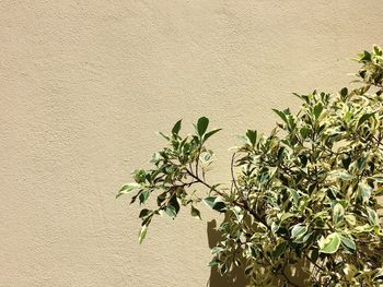 Close-up of plant against wall