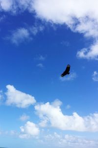 Low angle view of bird flying against blue sky