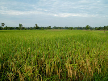 Scenic view of agricultural field against sky