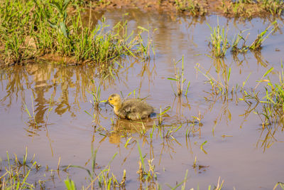 Duck swimming in lake