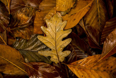 Close-up of yellow maple leaves