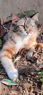 High angle view of cat relaxing outdoors