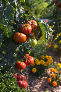 Tomatoes growing on tree