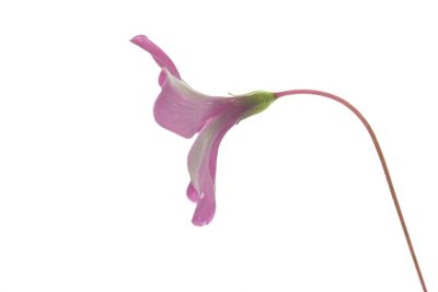 Close-up of pink flower against white background