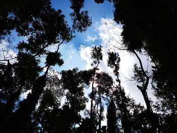 Low angle view of silhouette trees against sky