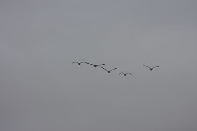 Low angle view of birds flying in sky