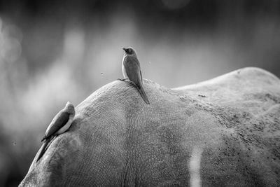 Close-up of birds perching on horse