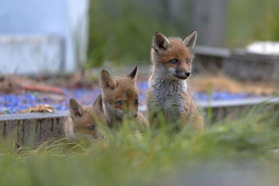 Red fox cubs outside their den