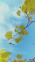 Low angle view of tree against clear sky