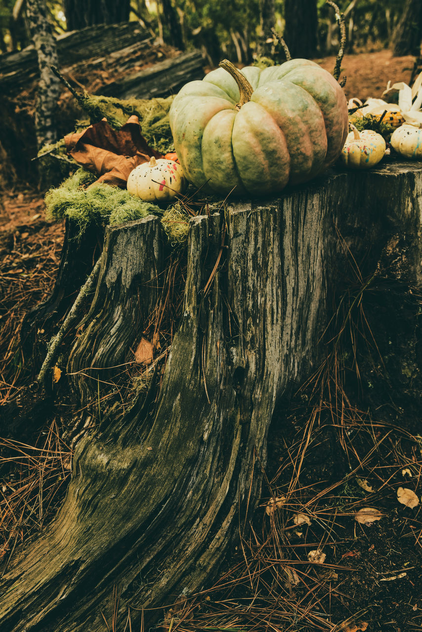 CLOSE-UP OF PUMPKIN ON FIELD