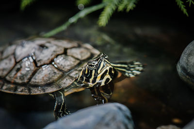 Close-up of turtle