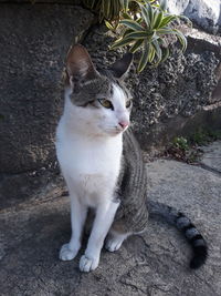 Close-up of a cat looking away