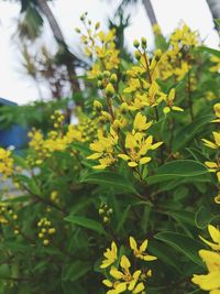 Close-up of yellow flowers blooming outdoors