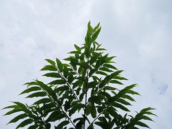 Low angle view of plant against sky
