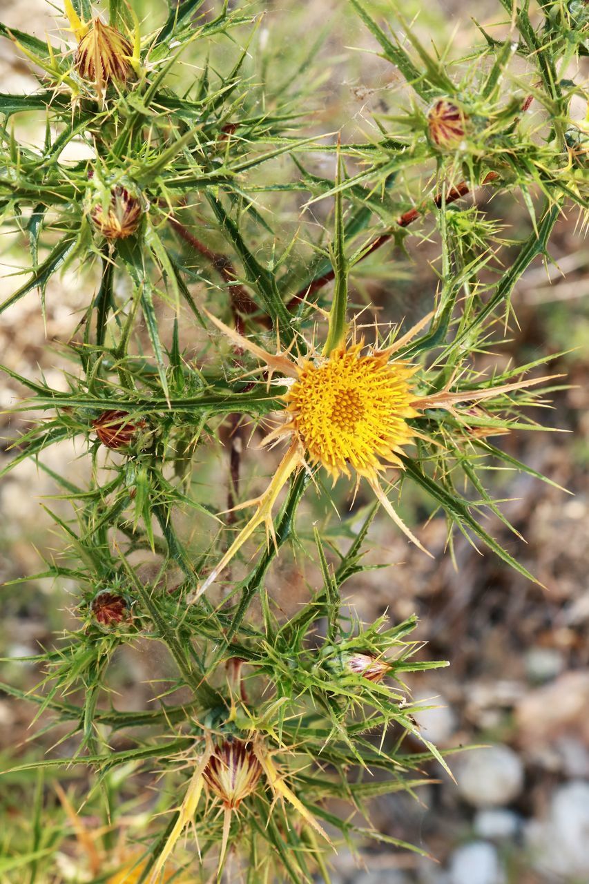 CLOSE-UP OF FLOWERING PLANTS