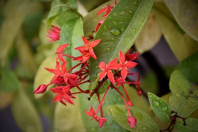 Close-up of red maple leaves on plant