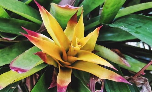 Close-up of yellow flowering plant