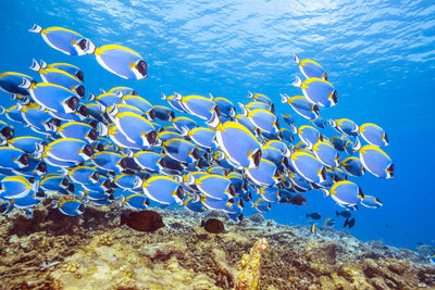 Fish swimming in sea