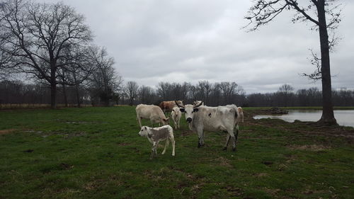 Cows on field against sky