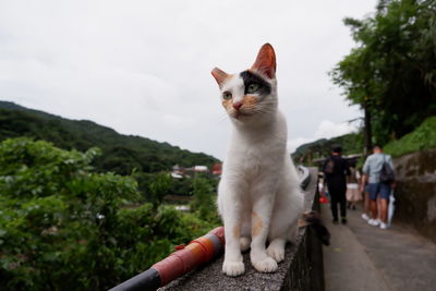 Cat looking at camera against sky