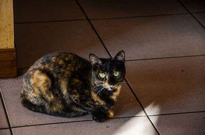 Portrait of cat sitting on tiled floor