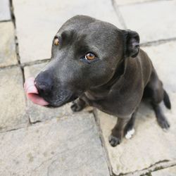 High angle view of dog looking away