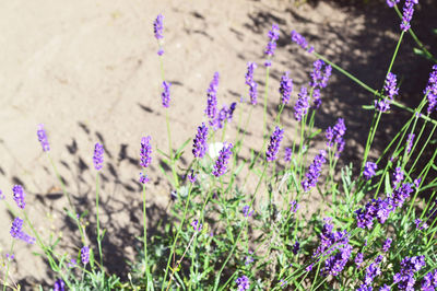 Close-up of purple flowers blooming outdoors