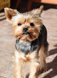 Close-up portrait of dog