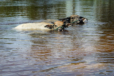 View of two drinking water in the lake