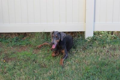 Dog on field