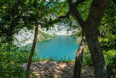 Scenic view of lake in forest