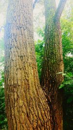 Close-up of tree trunk