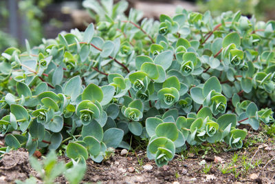 Close-up of green plant growing on field