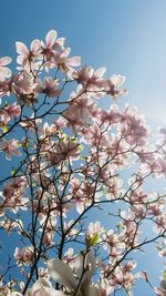 Low angle view of cherry blossoms