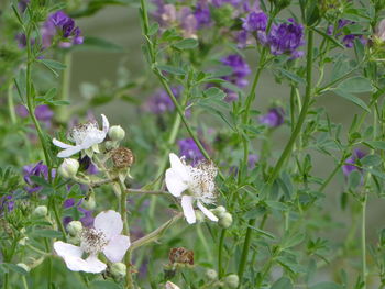 Close-up of white flowers blooming outdoors