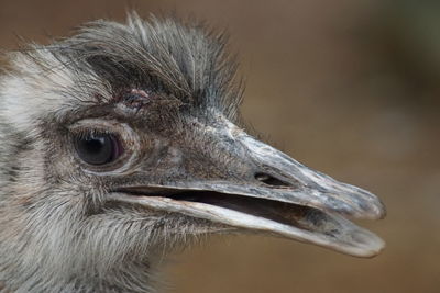 Close-up of a bird