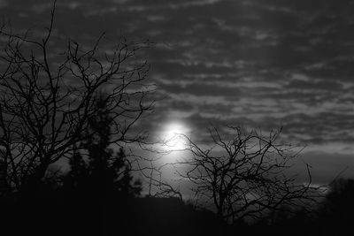 Close-up of silhouette tree against sky during sunset